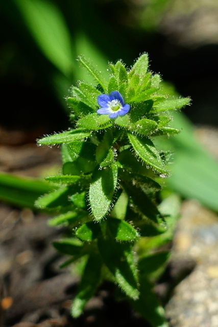 Veronica arvensis