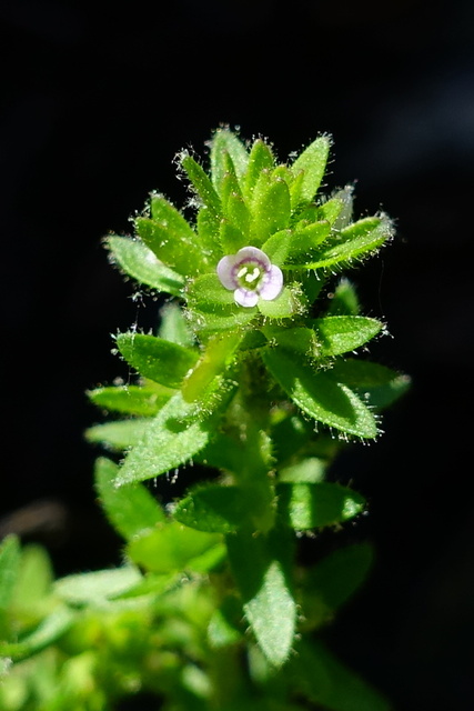 Veronica arvensis