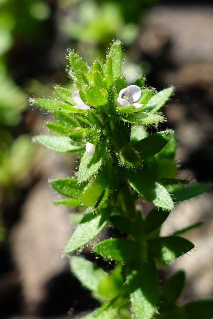 Veronica arvensis