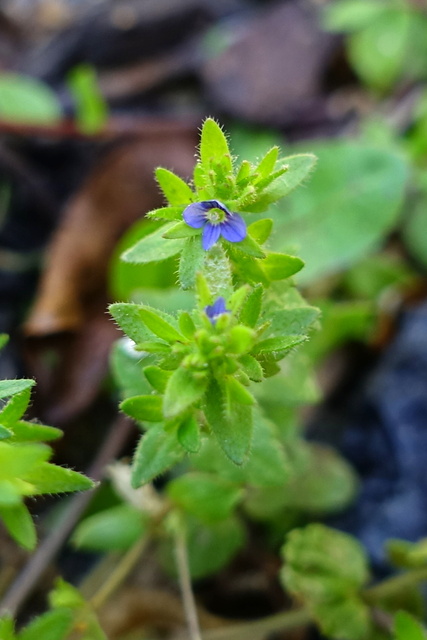 Veronica arvensis