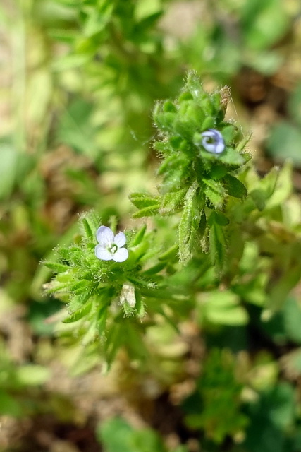 Veronica arvensis