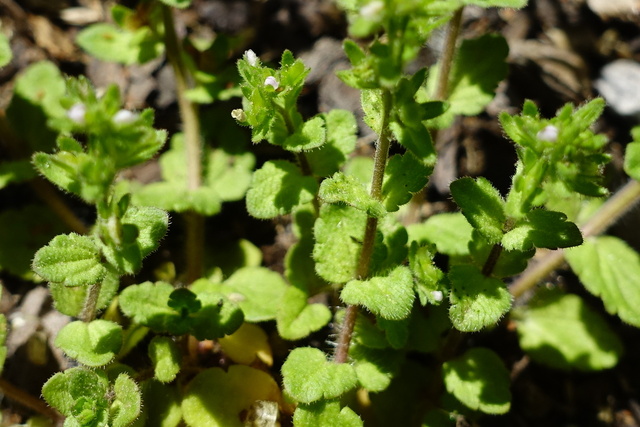 Veronica arvensis - leaves