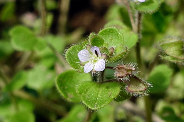 Veronica hederifolia