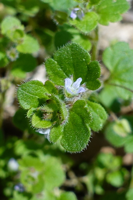 Veronica hederifolia