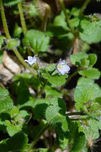 Veronica hederifolia