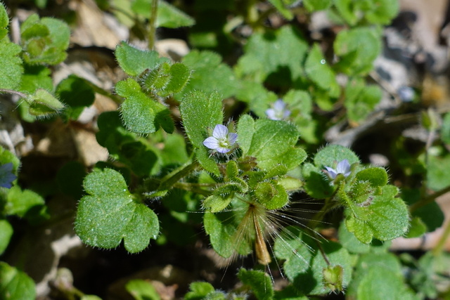 Veronica hederifolia