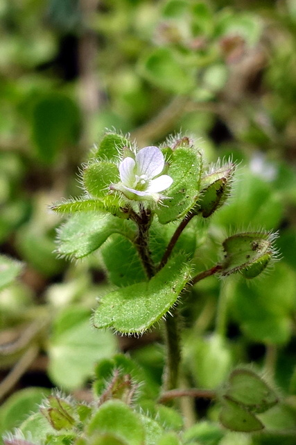 Veronica hederifolia