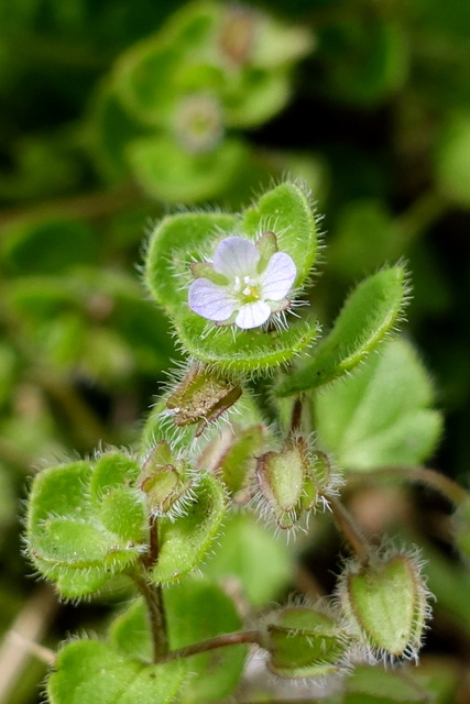 Veronica hederifolia