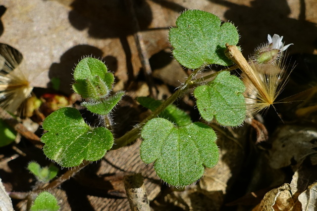 Veronica hederifolia - leaves