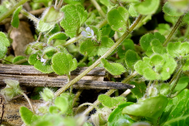 Veronica hederifolia - stem