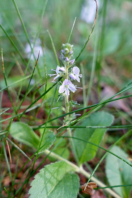 Veronica officinalis