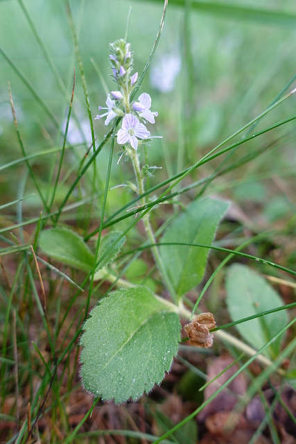 Veronica officinalis