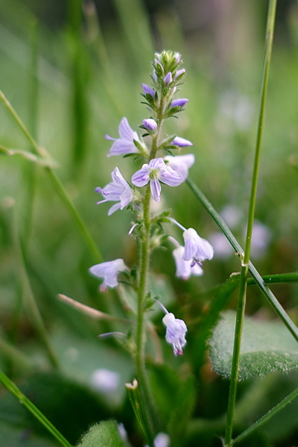 Veronica officinalis