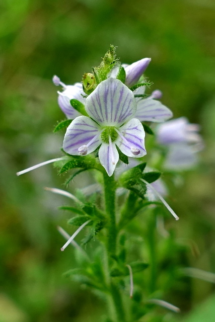 Veronica officinalis