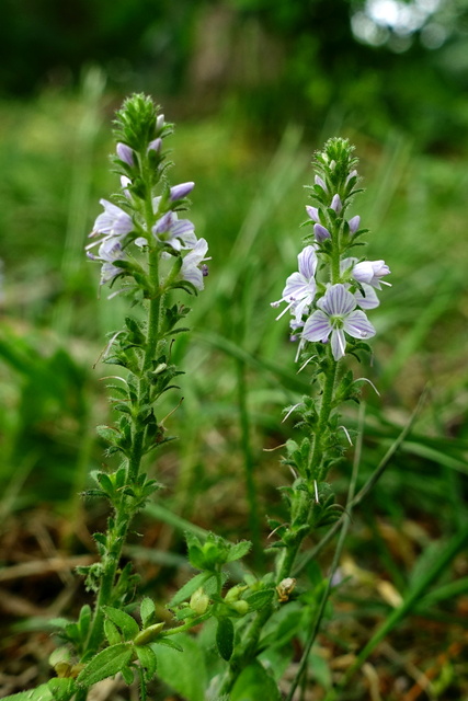 Veronica officinalis