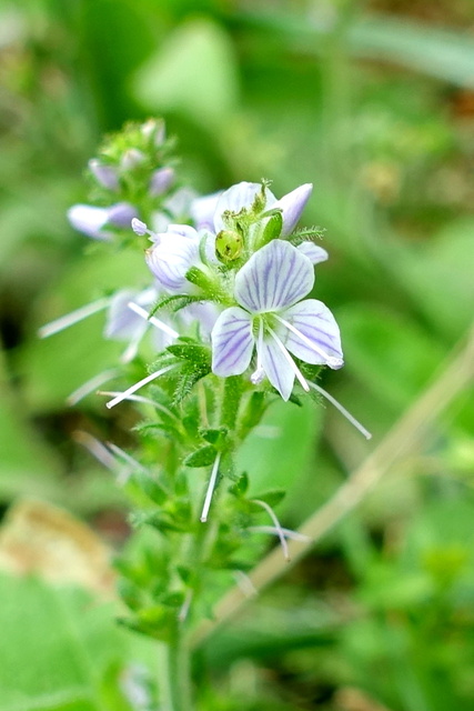 Veronica officinalis