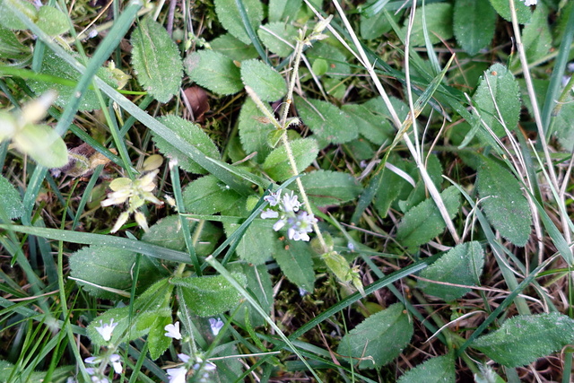 Veronica officinalis - leaves