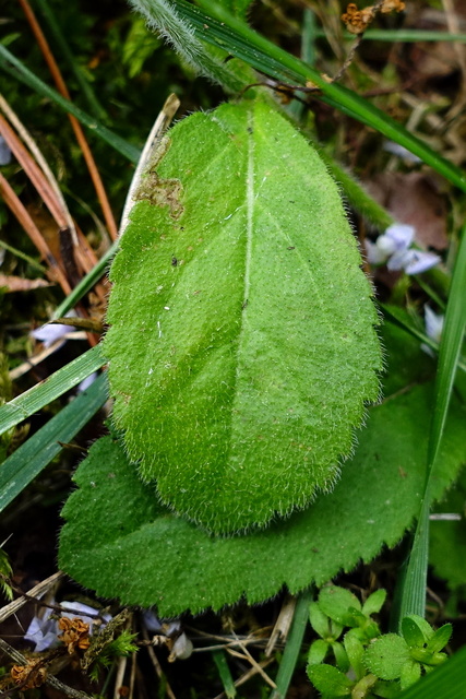 Veronica officinalis - leaves