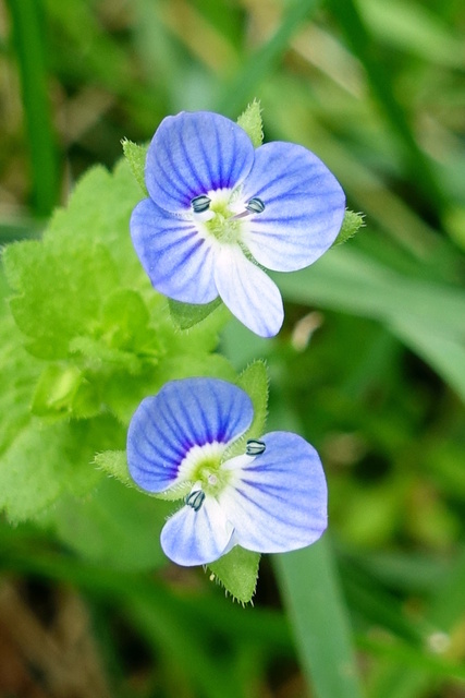 Veronica persica