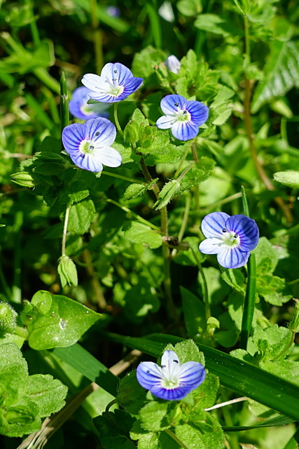 Veronica persica