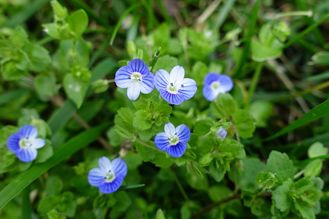 Veronica persica