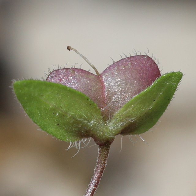 Veronica persica - fruit