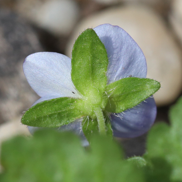 Veronica persica - sepals