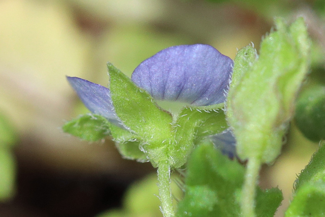 Veronica polita - sepals