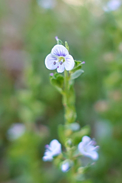 Veronica serpyllifolia