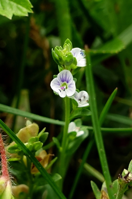 Veronica serpyllifolia