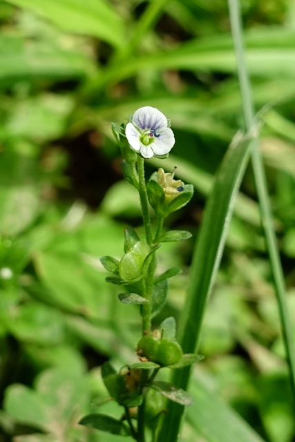 Veronica serpyllifolia