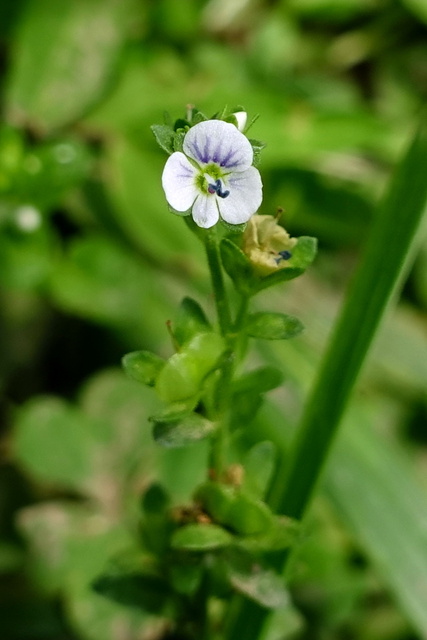 Veronica serpyllifolia