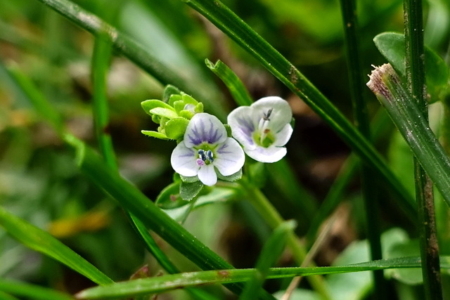 Veronica serpyllifolia