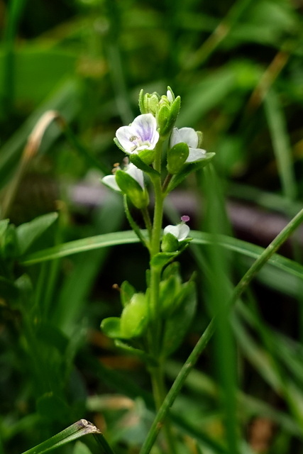 Veronica serpyllifolia