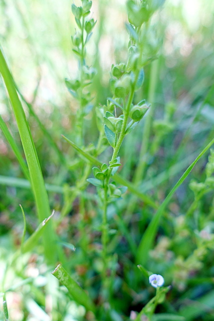 Veronica serpyllifolia - stem