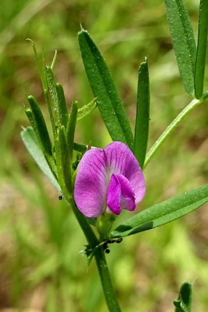 Vicia sativa