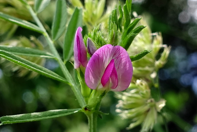 Vicia sativa