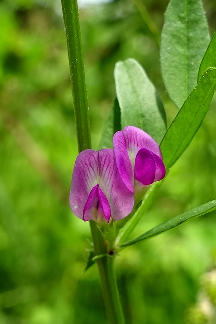 Vicia sativa