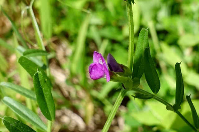 Vicia sativa