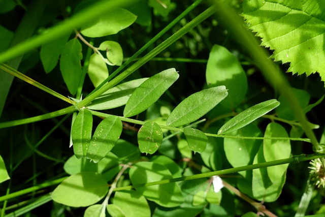 Vicia sativa - leaves