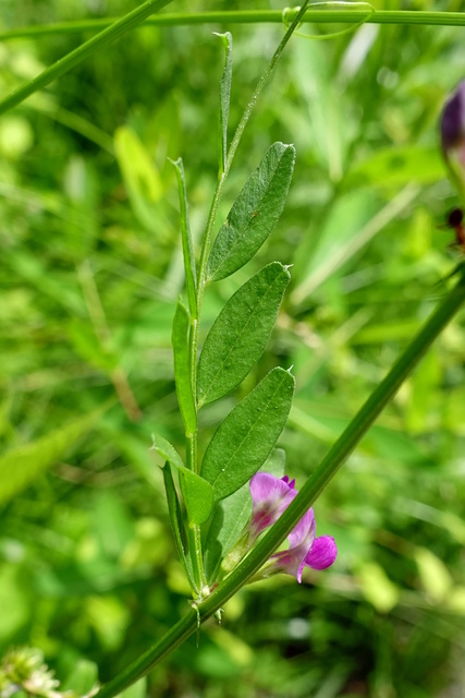 Vicia sativa - leaves