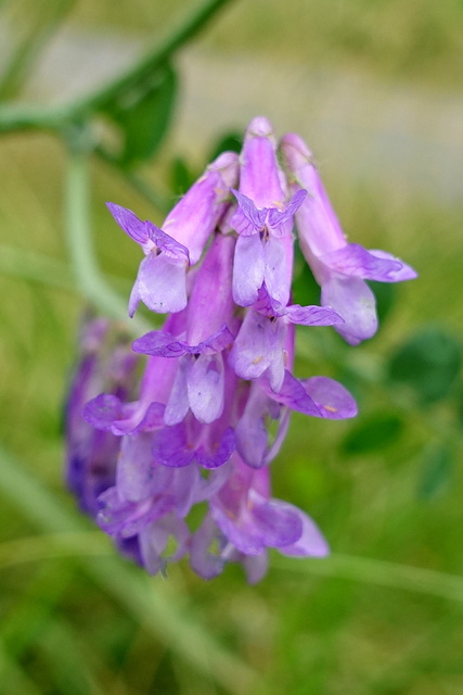 Vicia villosa