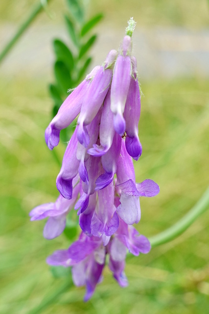 Vicia villosa