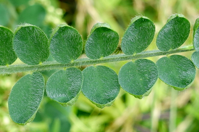 Vicia villosa - leaves