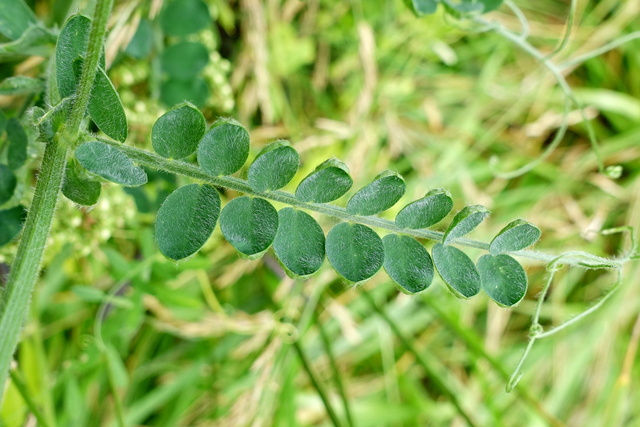 Vicia villosa - leaves