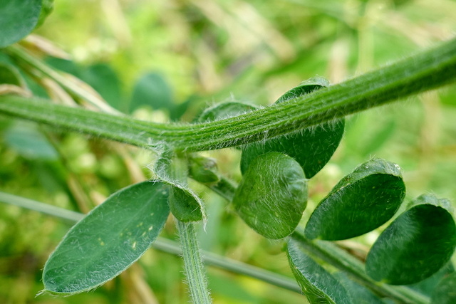 Vicia villosa - stem