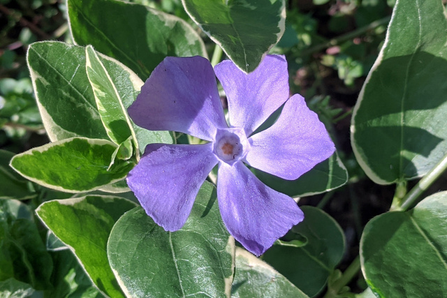 Vinca major