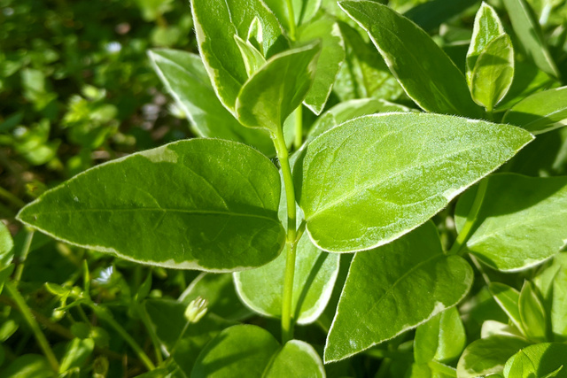 Vinca major - leaves