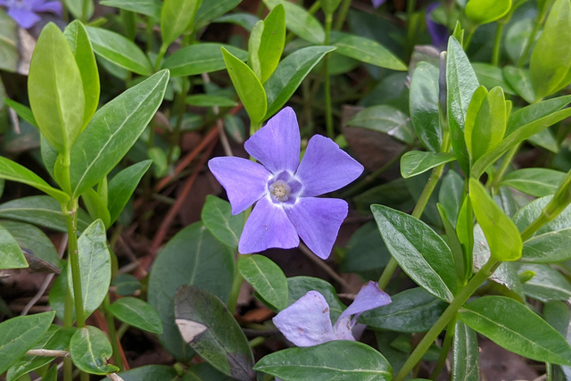 Vinca minor