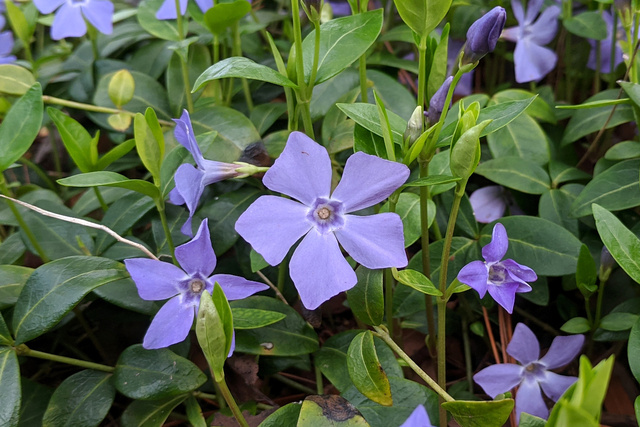 Vinca minor